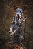 Fototapeta Konie - Halloween portrait of dog bat skeleton