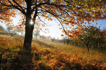 Wall Mural - orchard with old cherry trees in autumn, the sun is shining through orange leaves