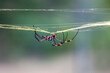 © Richard - Golden Orb Spider with web and blurred background
