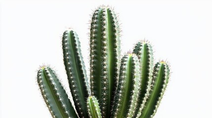 A tall cactus with multiple green stems and spines against a white background.