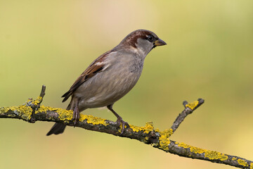 bird - house sparrow passer domesticus sitting on the branch