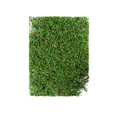 3d rendering of Artificial boxwood plant isolated on Canvas