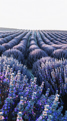 Sticker - lavender field 