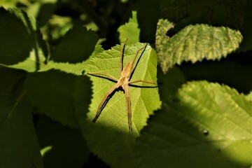 Spider waiting for its prey on a tree leaf. | Insects, insect. Bugs, bugs. Urban wildlife