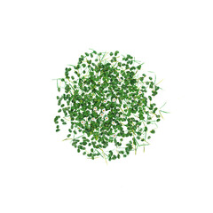 Top view of grass isolated on transparent Canvas