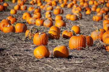 many pumpkins at pumpkin patch u-pick farm where people of all ages and genders can pick the pumpkin