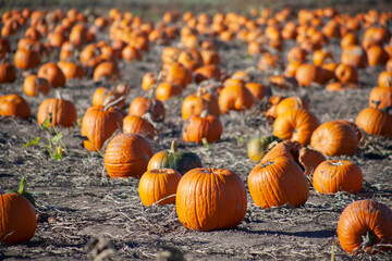 many pumpkins at pumpkin patch u-pick farm where people of all ages and genders can pick the pumpkin