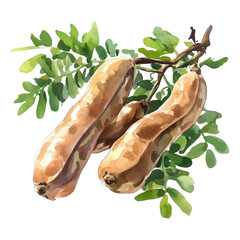 Watercolor tamarind on white background