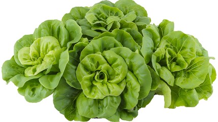 A close up of butterhead lettuce on isolated white background