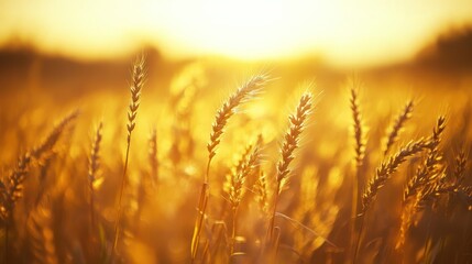 Golden Wheat Stalks Bathed in Sunset Light