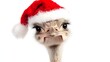 © Juliana Valkovskaya - Ostrich in a New Year's hat, isolated on a white background. Funny festive New Year bird, cute animal dressed in Santa clothes. Celebrating Christmas 2025. Generation AI