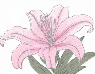 Wall Mural - Beautiful Pink Lily Flower Closeup Illustration