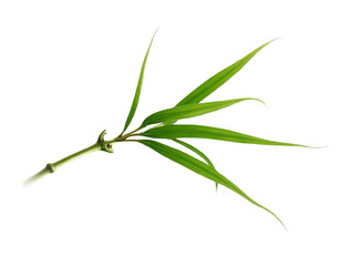 Bamboo Leaf Twig with Multiple Leaves, Isolated on White or Transparent PNG, Asian-Inspired Botanical Element