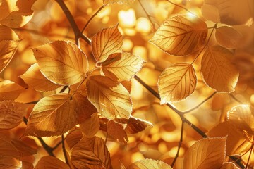 Wall Mural - Beautiful, serene vibrant autumn leaves with golden and yellow hues - a macro photo in sunlight with detailed texture.	