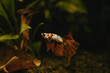© byMishka - koi betta fish in aquarium full of plants
