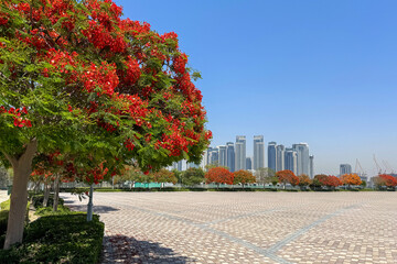 Wall Mural - beautiful walking area with flowering trees overlooking the Dubai creek harbour, UAE