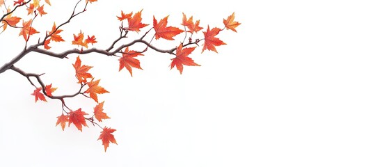 Poster - Autumn maple branch featuring leaves isolated on a white background. with copy space image. Place for adding text or design