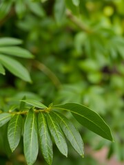 Poster - Close-up of vibrant green leaves on a branch.