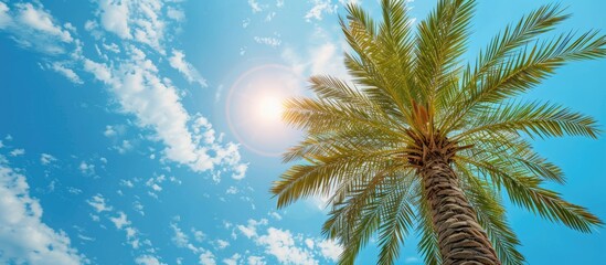 Poster - Bright fresh palm tree leaves with dates against a blue sky A tourist attraction A natural tropical textured abstract background. with copy space image. Place for adding text or design