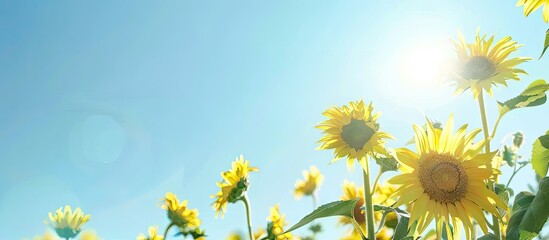 Poster - Sunflowers are blossoming under the sunlight on a clear day providing copy space