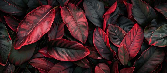 Poster - Dark large leaf texture with a red tint A creative arrangement of green leaves Flat lay Natural background. with copy space image. Place for adding text or design