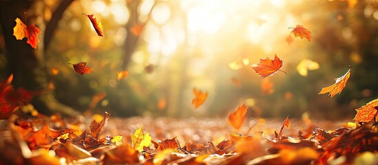 Fototapete - Autumn themed background. with copy space image. Place for adding text or design