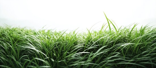 Poster - Green grass moving with the wind. with copy space image. Place for adding text or design