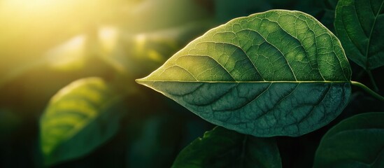 Poster - Close up view of a dark green leaf in sunlight with natural dark green plants used as a background concept. with copy space image. Place for adding text or design
