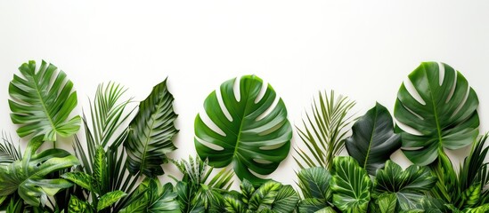 Wall Mural - Creative arrangement of vibrant tropical leaves on a white background Minimalistic summer exotic idea featuring copy space Framed design