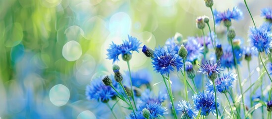 Poster - Bouquet of blue cornflowers set against a white background Selective focus Summer wildflowers. with copy space image. Place for adding text or design