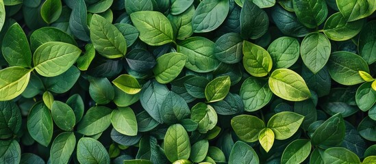 Aufkleber - Leaves arrangement Nature theme background Flat lay and top view image. with copy space image. Place for adding text or design