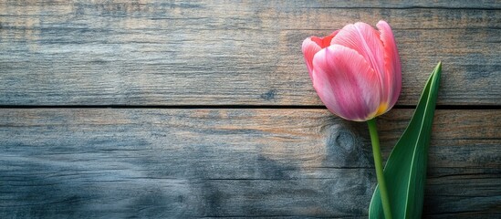 Poster - pink tulip flower on a wooden background with copyspace