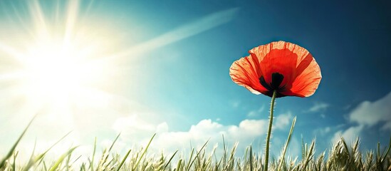 Leinwandbilder - Red poppy a solitary flower basking in the sunlight against a blue sky and grass featuring a version with clear sky sunbeams and space for text copy space