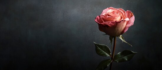 Aufkleber - rose against a black background. with copy space image. Place for adding text or design