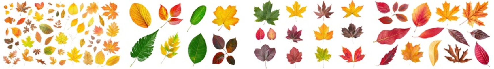 Sticker - Transparent fall leaves collection with various colors