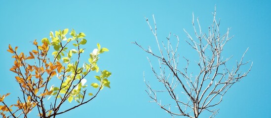 Aufkleber - Young leaves on trees in early Spring contrast with the bare branches of Winter against a clear blue sky Natural background highlighting a different opposing concept. with copy space image