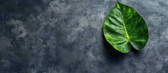 Poster - Green plant leaf on a dark concrete surface Flat lay top view minimalist design template with copyspace