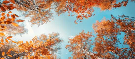 Poster - A natural frame composed of branches with autumn colored leaves Trees displaying autumn hues against a blue sky backdrop. with copy space image. Place for adding text or design
