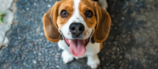 Poster - Beautiful beagle dog with tongue out on asphalt top view with copy space for text on the right Animal themed background