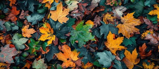 Aufkleber - Closeup of vibrant green yellow orange and red dried maple leaves scattered on the ground Autumn in the park. with copy space image. Place for adding text or design