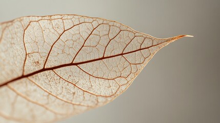 Wall Mural - A close-up of a delicate, translucent leaf showcasing intricate vein patterns.