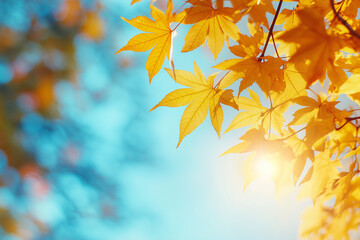 Wall Mural - autumn background with blurred autumn leaves and sun rays on a blue sky