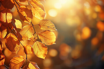 Wall Mural - autumn forest background with blurred golden leaves and sunlight. beautiful autumn nature scene. aut