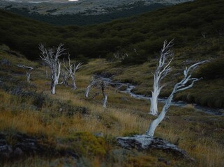 the dead trees of torres del paine national park, chile