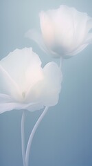 Poster - Blurred gradient poppy flowers petal plant white.