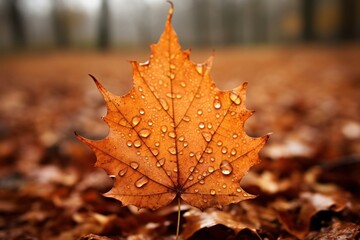 Poster - Leaf autumn plant tree tranquility.