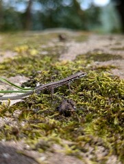 lizzard on the moss