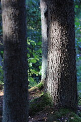 Sticker - A bird sits calmly on the top of a tree branch, enjoying its surroundings