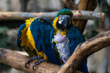 Macaw parrots sit on a branch in the Minsk Zoo. Blue and green macaw parrot