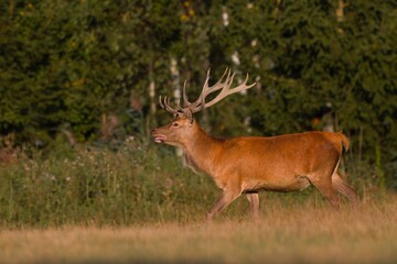 Wall Mural - A majestic red deer in the nature habitat. Wildlife scene from european nature. Cervus elaphus. Portrait of a stag. period of deer rut in the Lusatian mountains